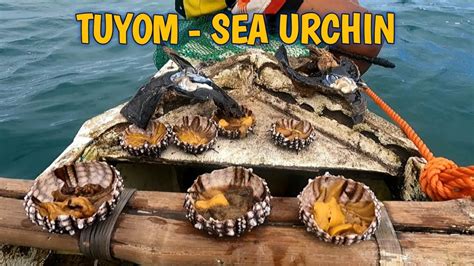 Tuyom in Tagalog .